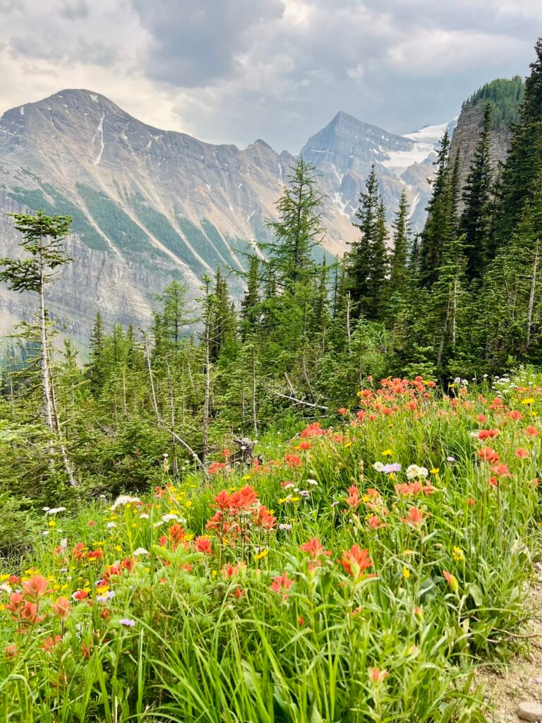 View from Little Beehive Hike in Banff National Park