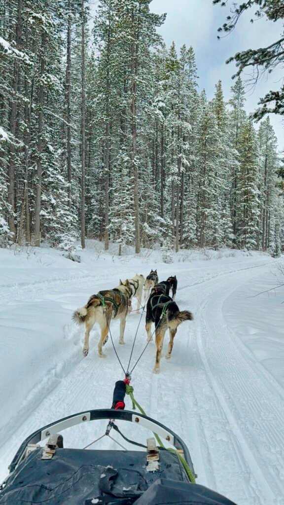 View from a sled gliding through a snowy forest trail in Banff, pulled by a team of huskies in harnesses. The tall evergreen trees are dusted with snow, creating a peaceful winter landscape during this family sled dog tour experience. Part of a memorable Banff family itinerary.