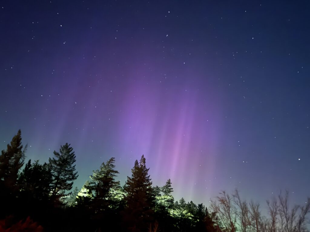 Bright purple and green northern lights stretch vertically across a starry night sky above a forest of evergreen and bare trees in Banff.