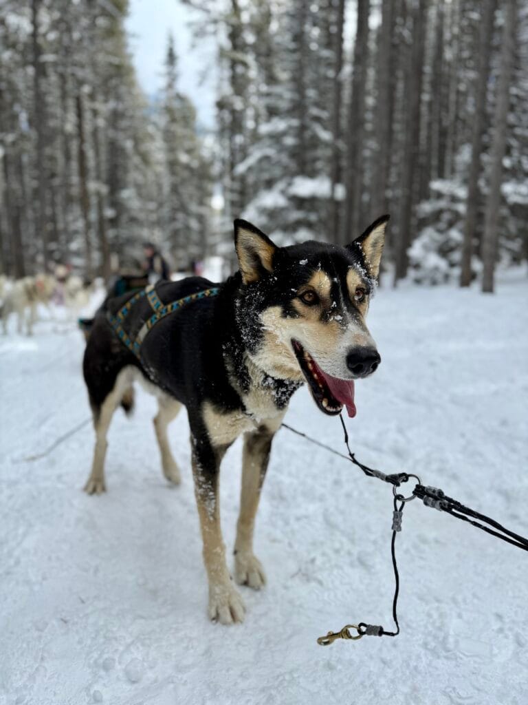 A black and tan sled dog stands alert in the snow with its tongue out, harnessed and ready in a snowy forest during a snowy owl sled dog tour. Its face is dusted with snow, capturing the rugged charm and well-loved dogs often mentioned in snowy owl sled dog tours reviews.